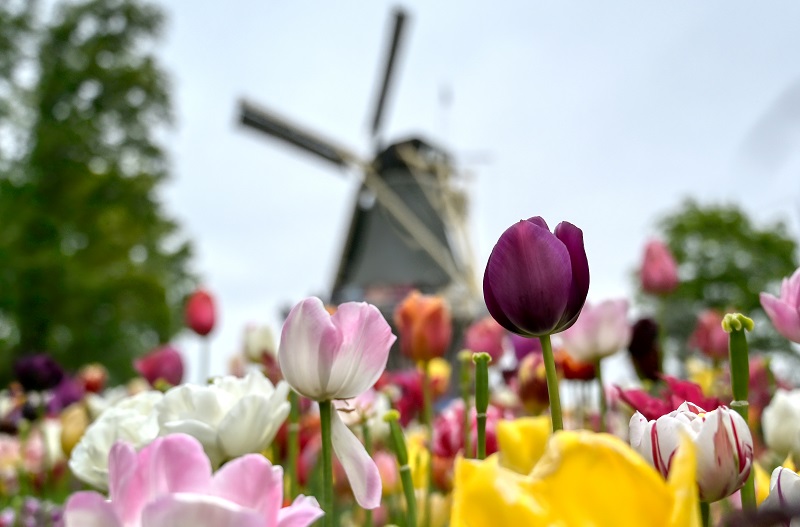 De beste tijd om Nederland te bezoeken: Seizoensgebonden hoogtepunten en festivals